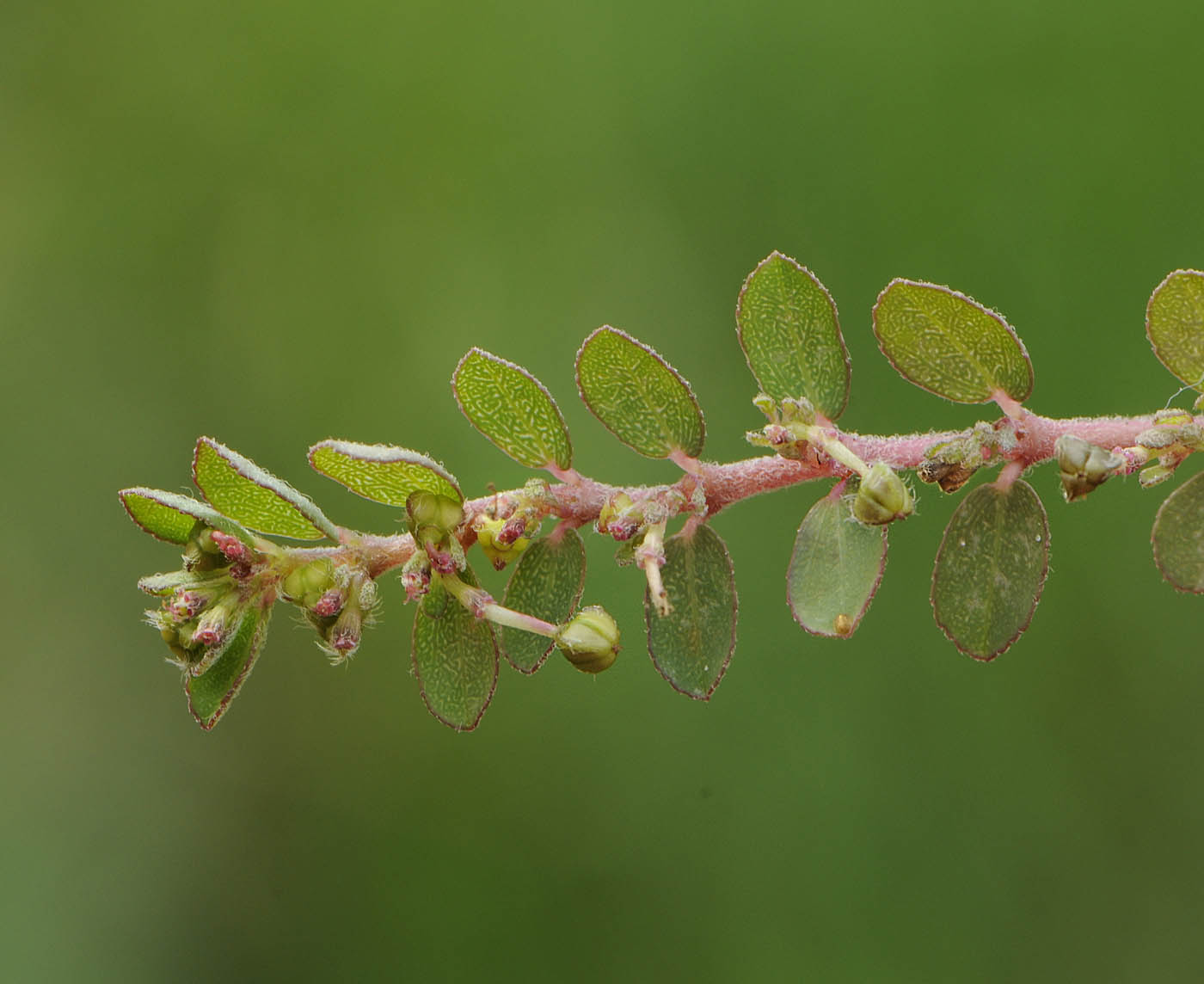 Euphorbia (=Chamaesyce) prostrata / Euforbia prostrata