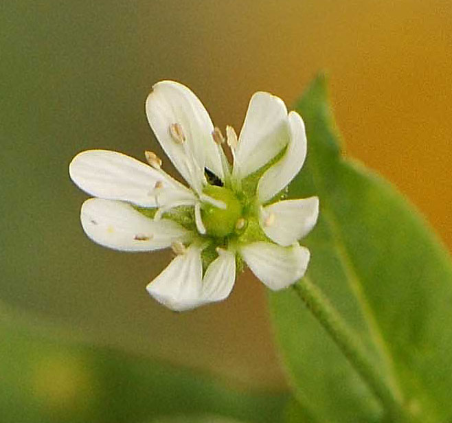 Stellaria aquatica / Centocchio acquatico