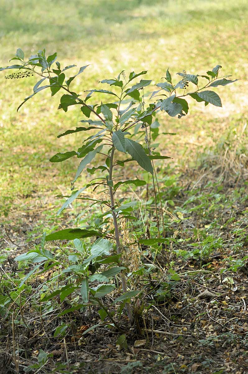 Phytolacca americana