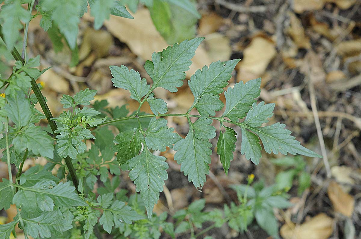 Bidens bipinnata / Forbicina bipennata