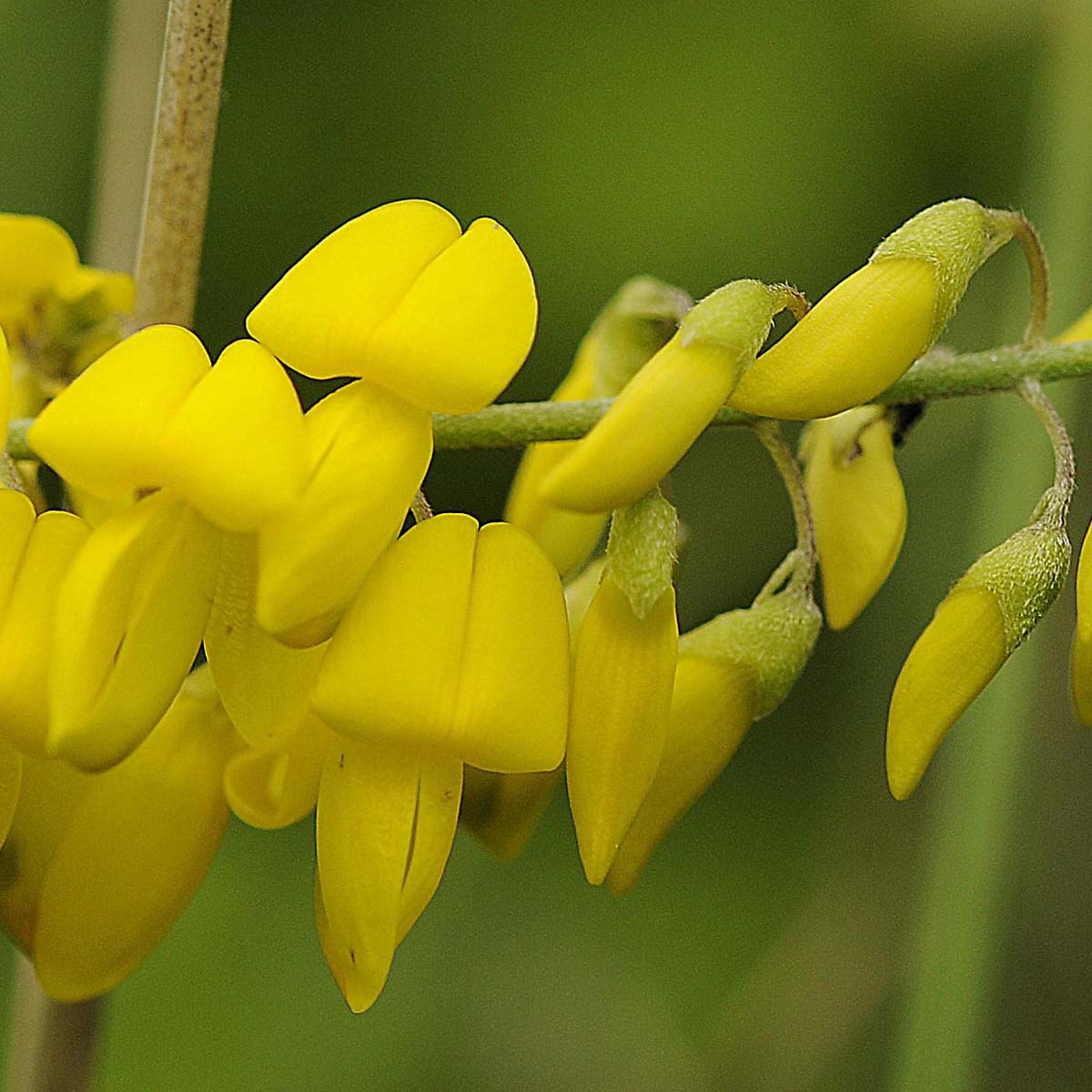 Cytisus nigricans / Citiso scuro