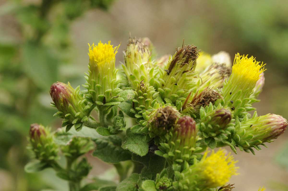 Pentanema conyzae (=Inula conyzae) / Enula baccherina