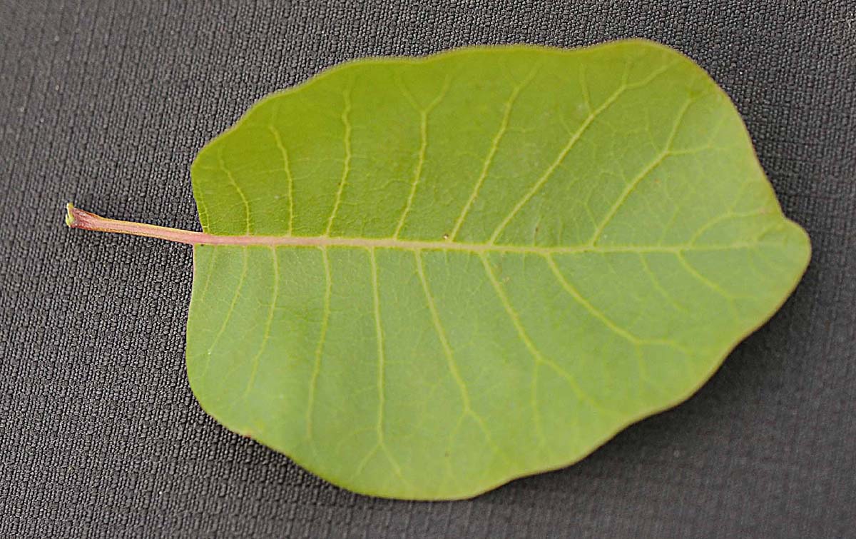 Cotinus coggygria