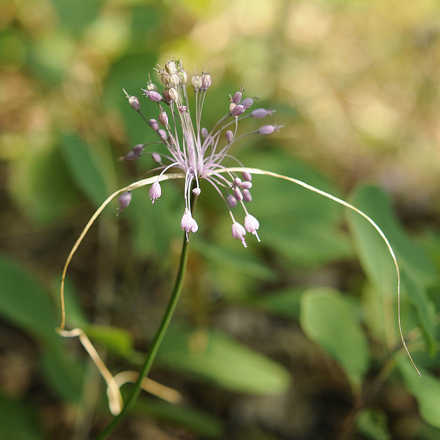 Allium carinatum subsp pulchellum