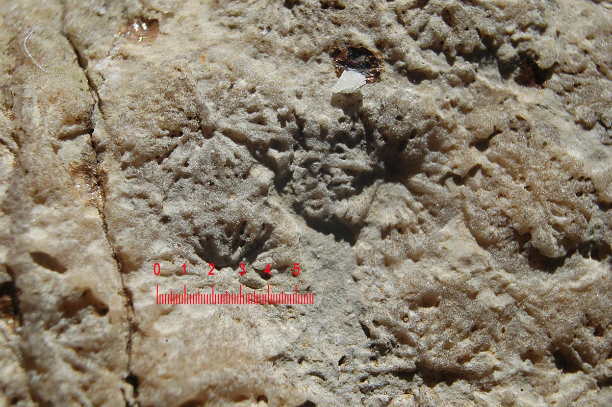 Fossile di corallo con strane inclusioni