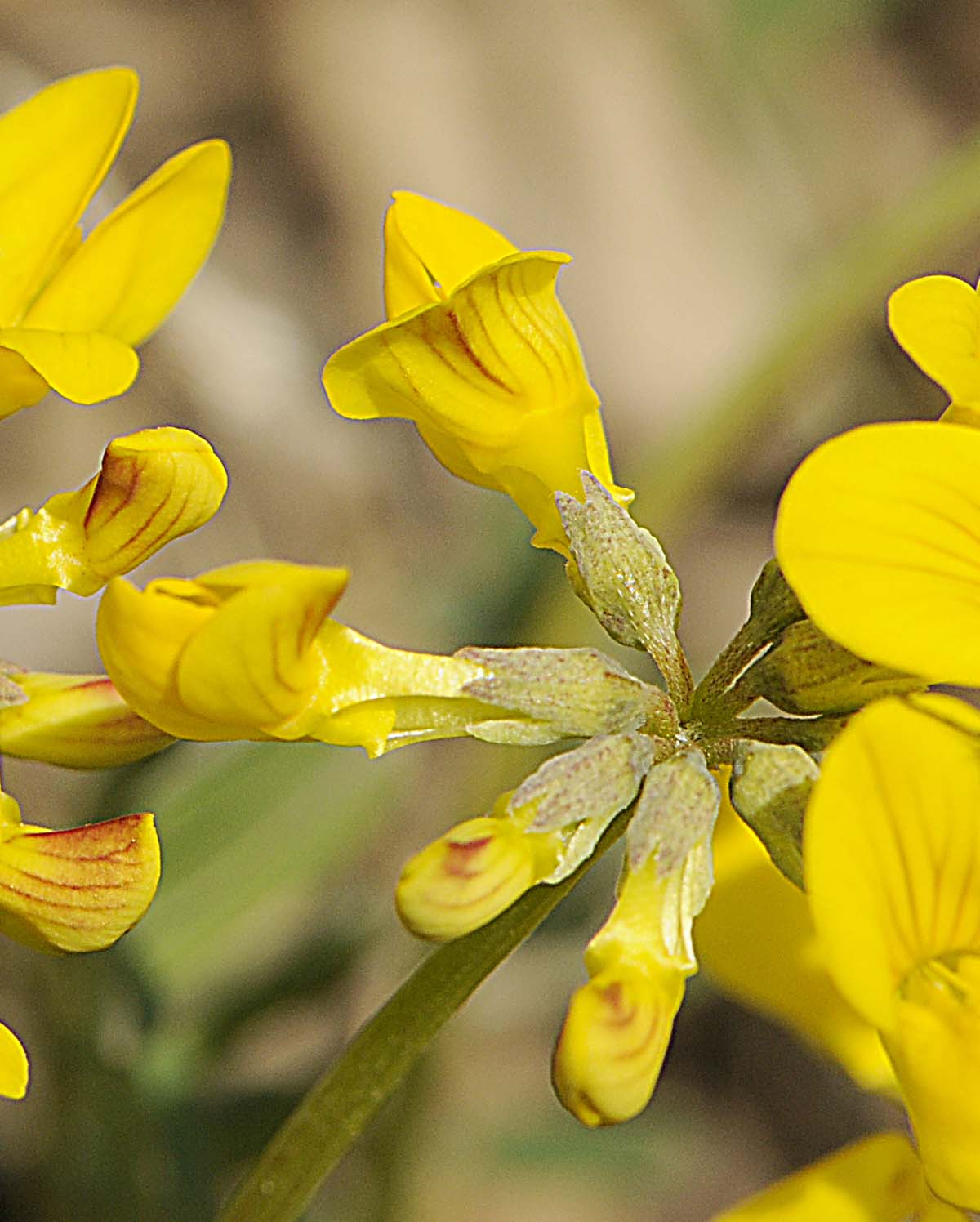 Coronilla vaginalis