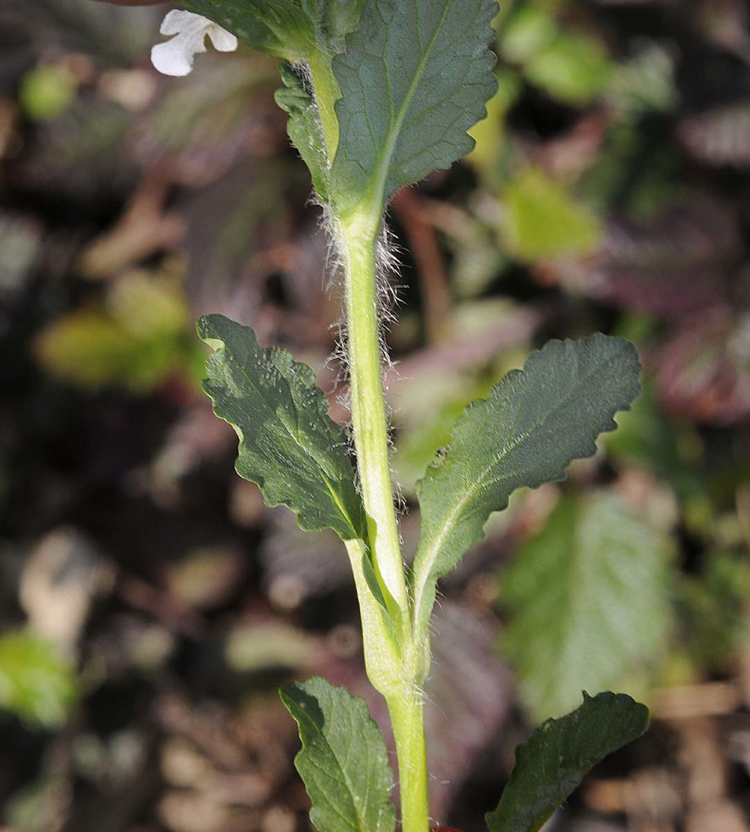 Ajuga genevensis / Iva ginevrina (a fiore bianco)