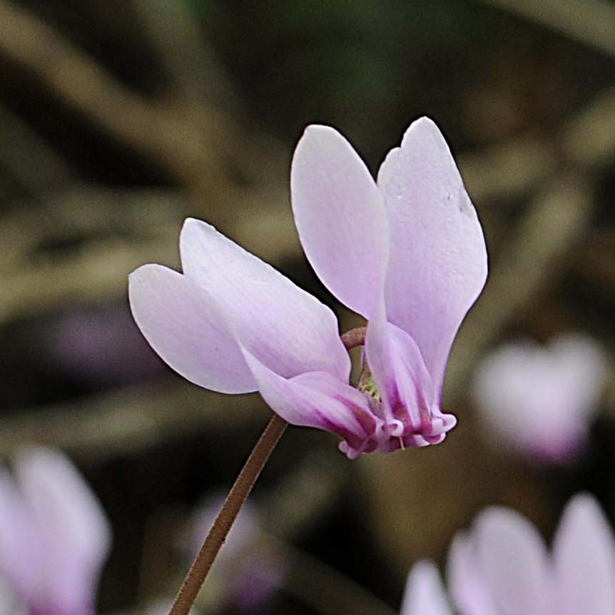 Cyclamen hederifolium