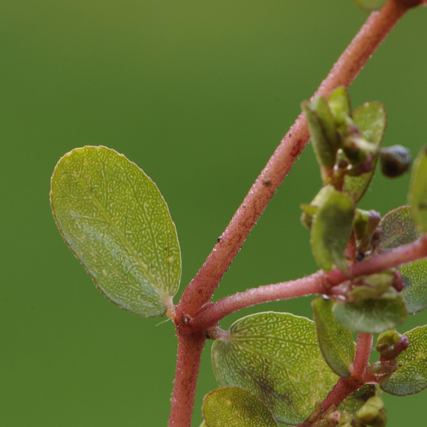 Euphorbia (=Chamaesyce) prostrata / Euforbia prostrata