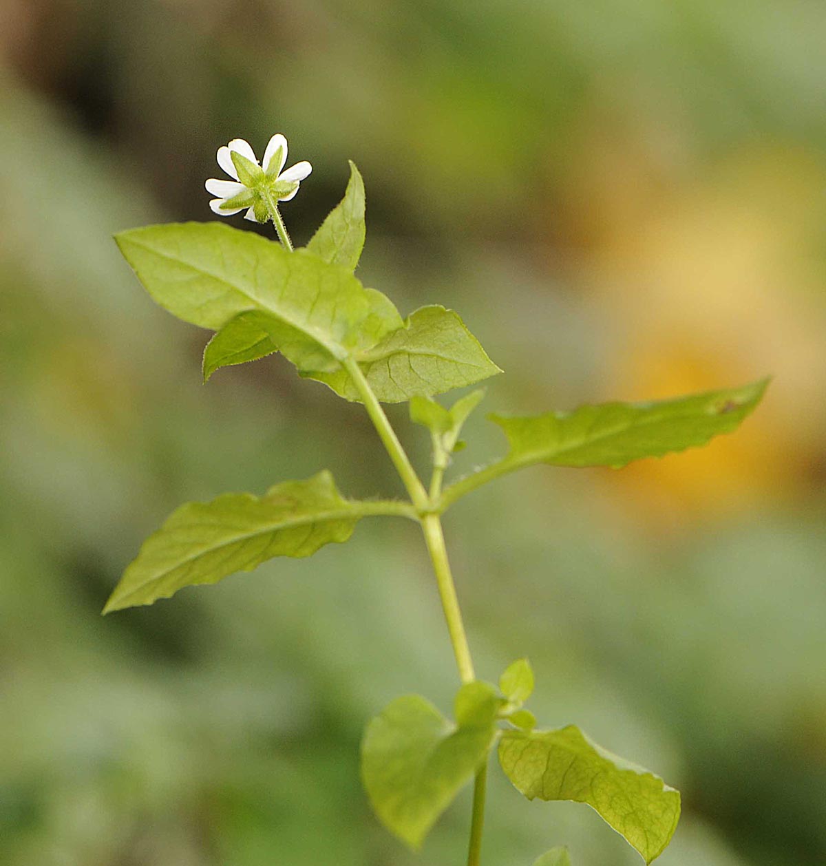 Stellaria aquatica / Centocchio acquatico