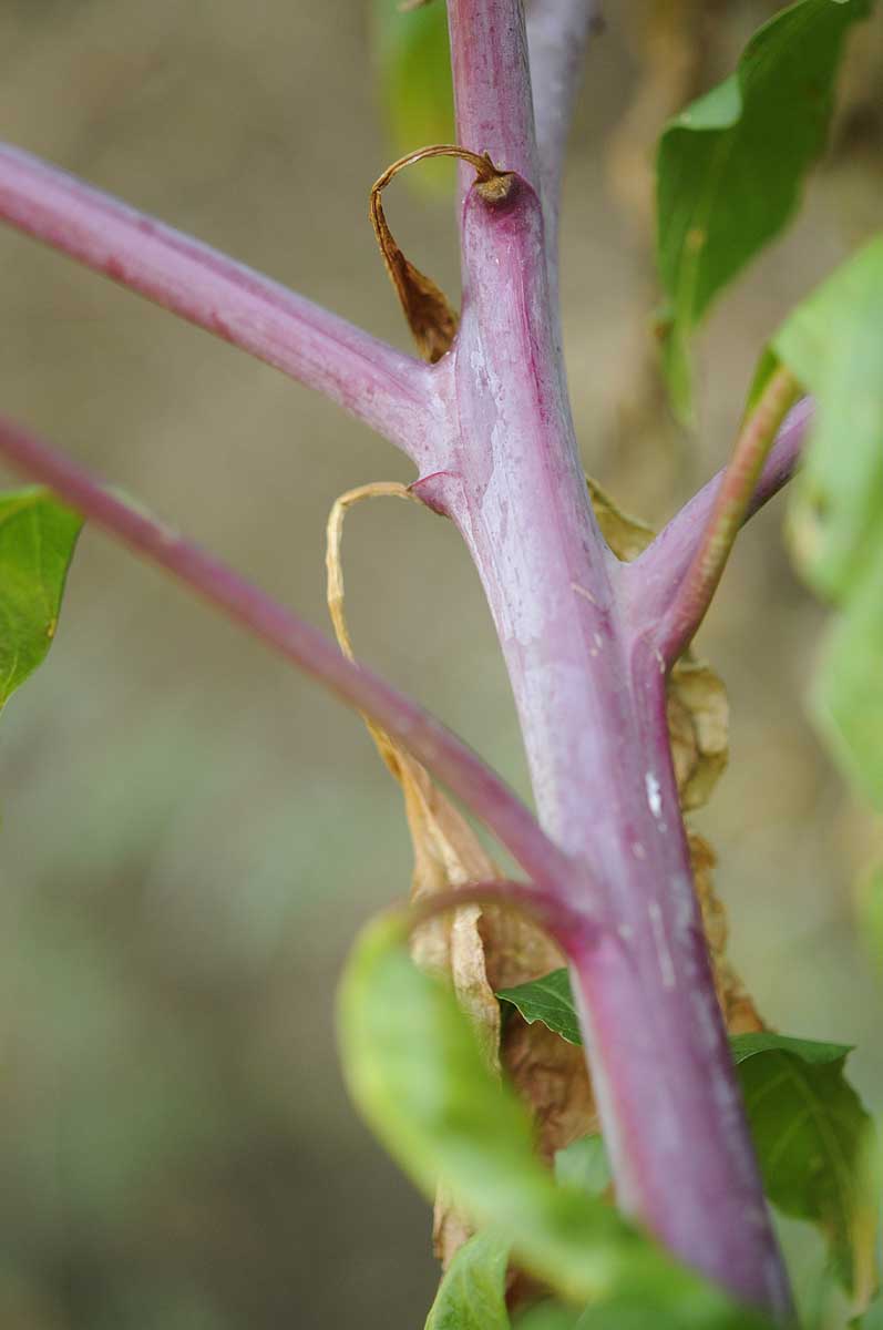 Phytolacca americana