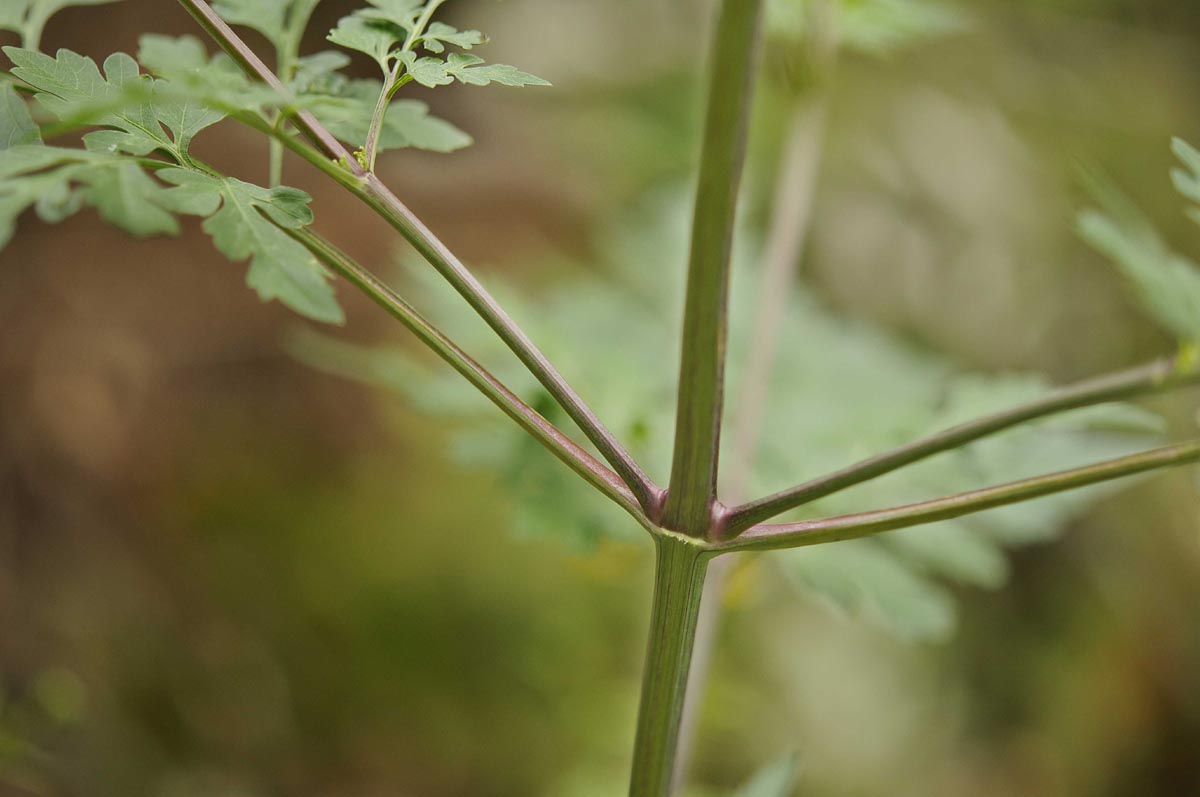 Bidens bipinnata / Forbicina bipennata