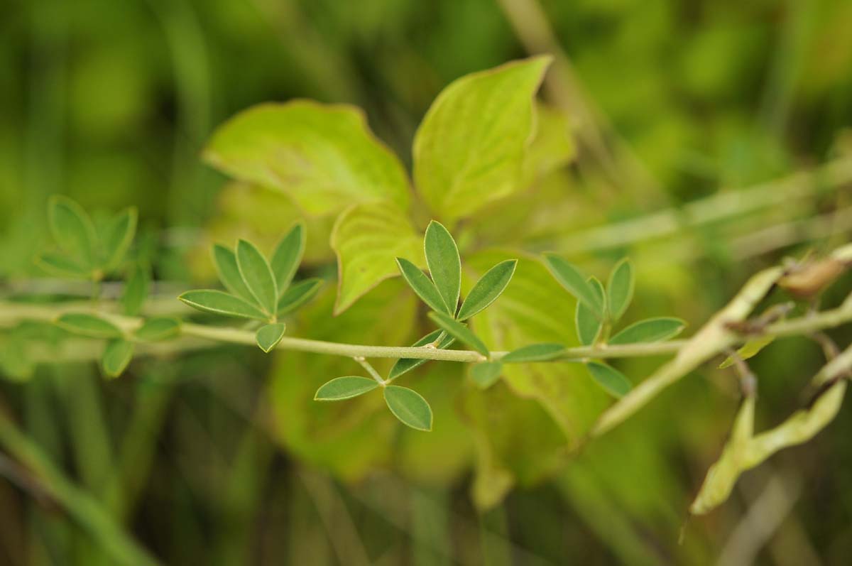 Cytisus nigricans / Citiso scuro