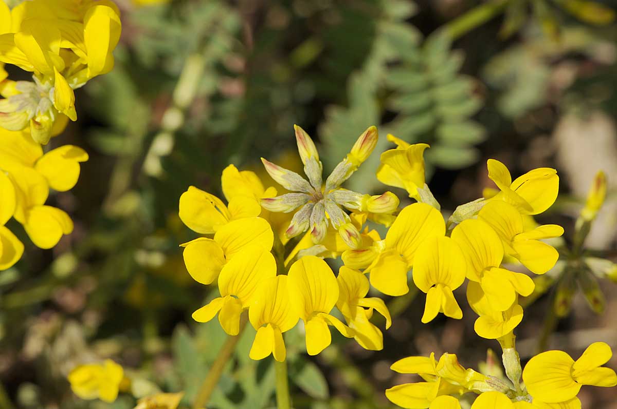 Coronilla vaginalis