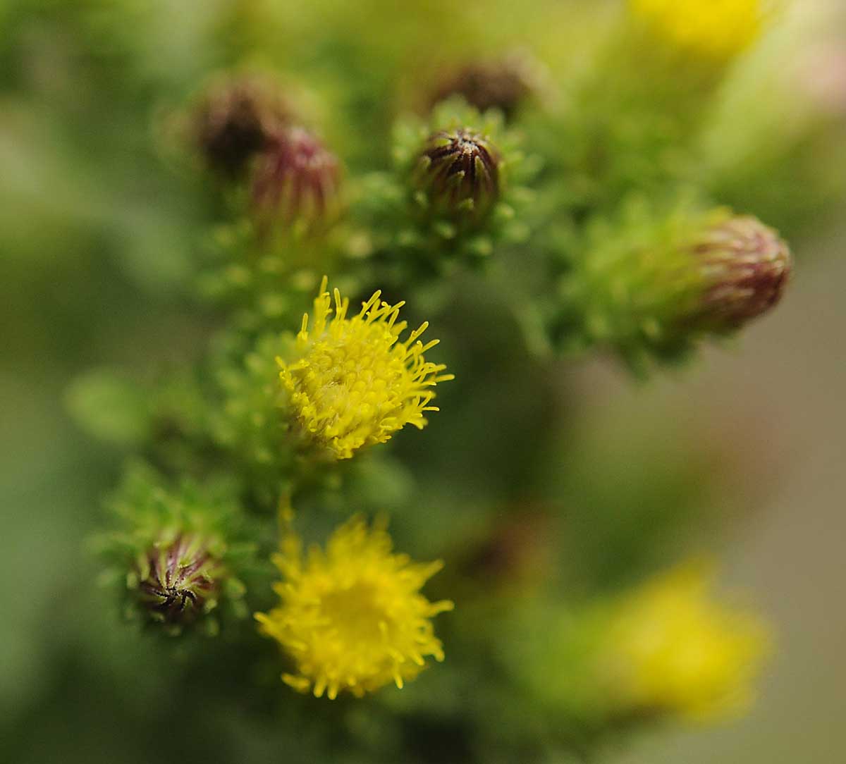 Pentanema conyzae (=Inula conyzae) / Enula baccherina