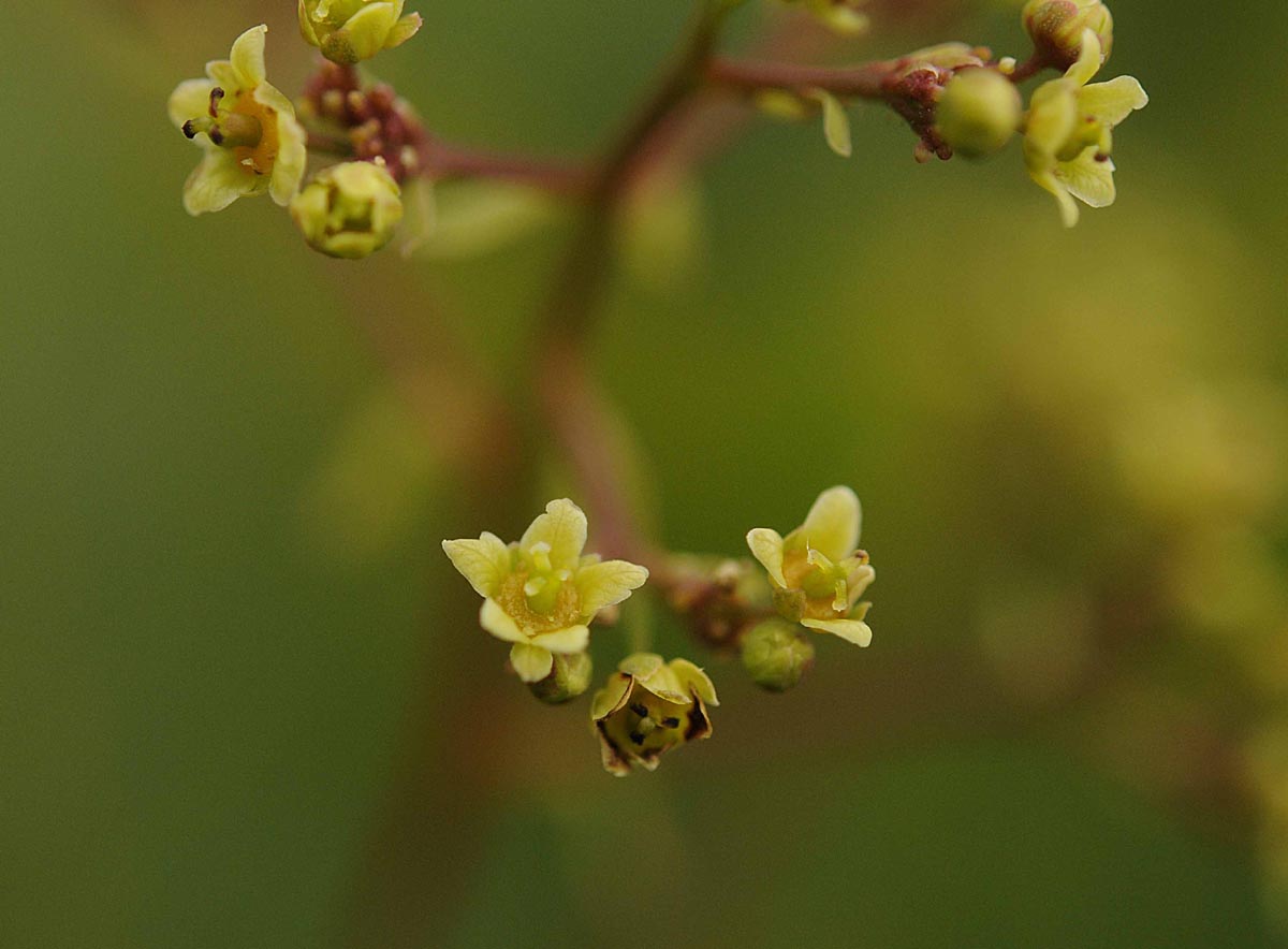 Cotinus coggygria