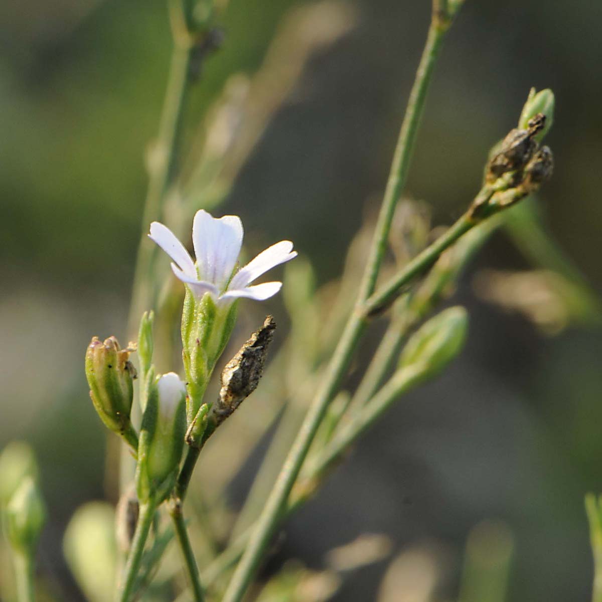 Petrorhagia saxifraga / Garofanina spaccasassi