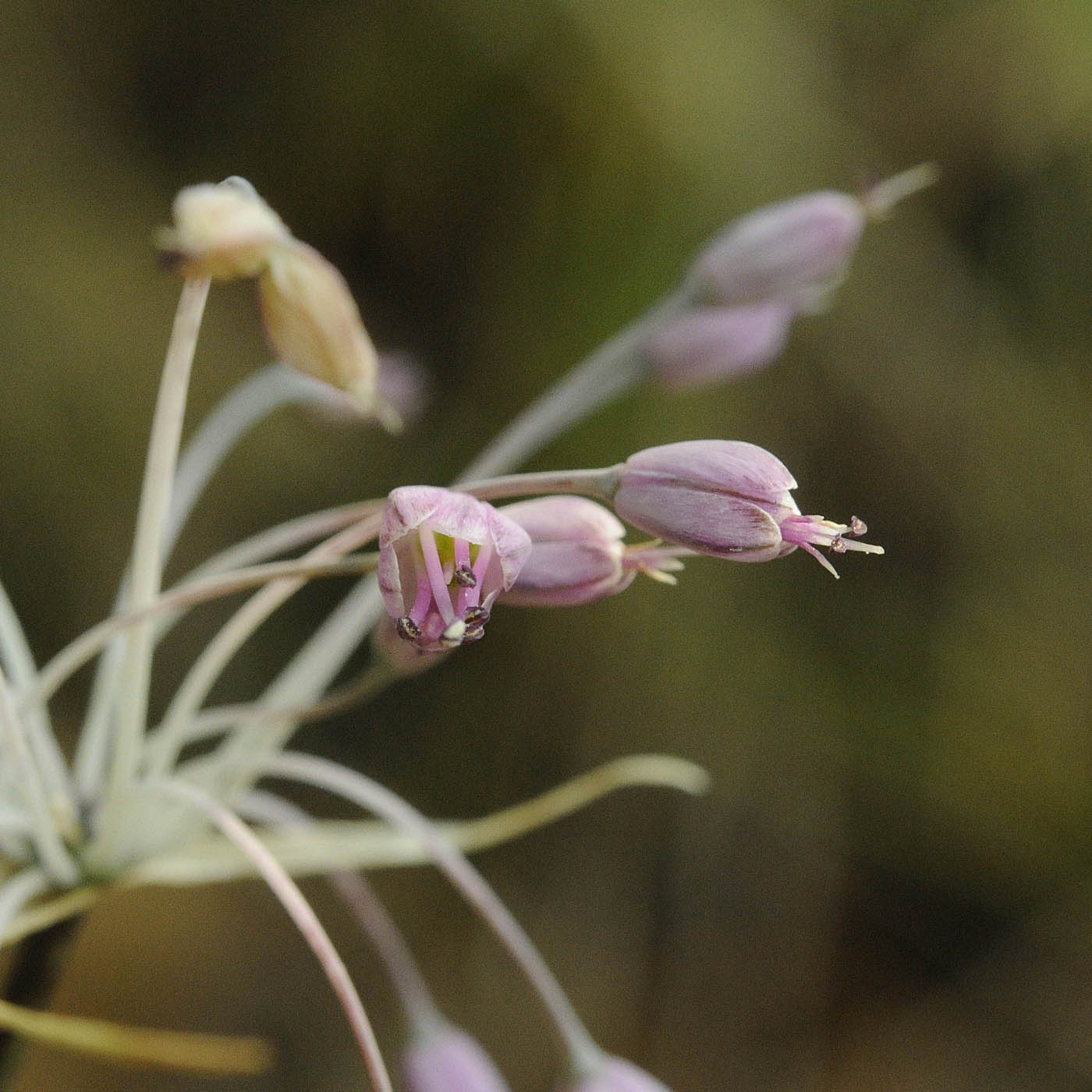 Allium carinatum subsp pulchellum