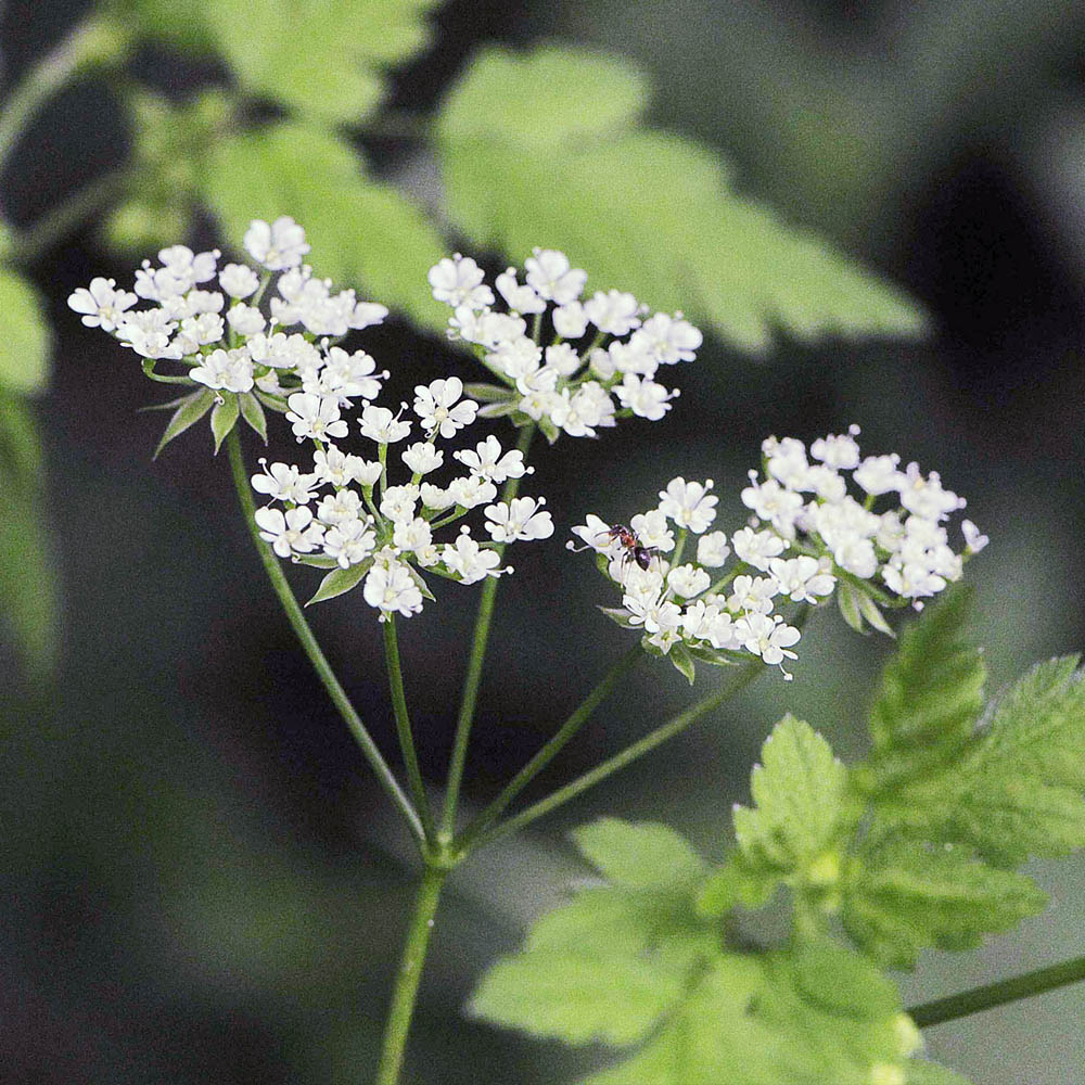 Chaerophyllum temulum / Cerfoglio peloso