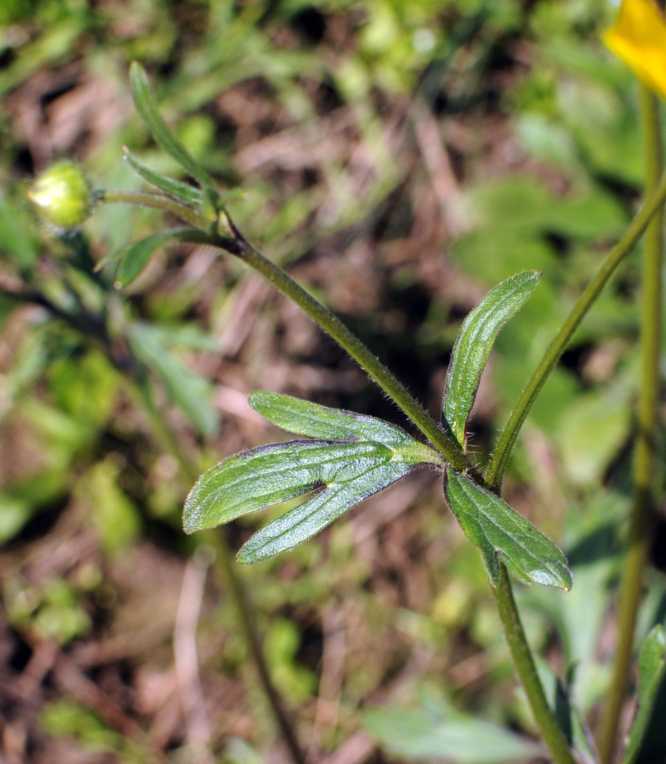 Ranunculus bulbosus / Ranuncolo bulboso