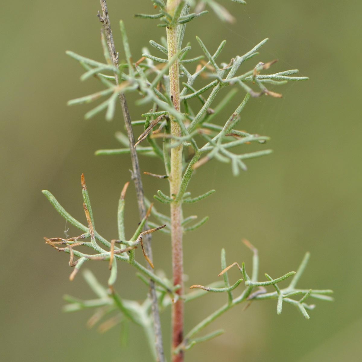 Artemisia alba / Assenzio maschio