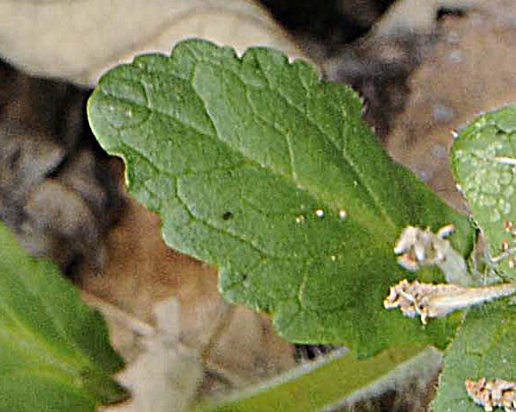 Ajuga genevensis / Iva ginevrina (a fiore bianco)