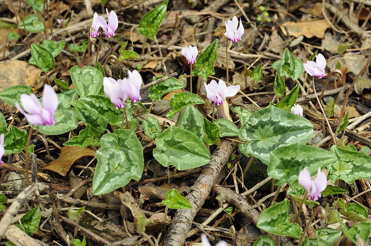 Cyclamen hederifolium