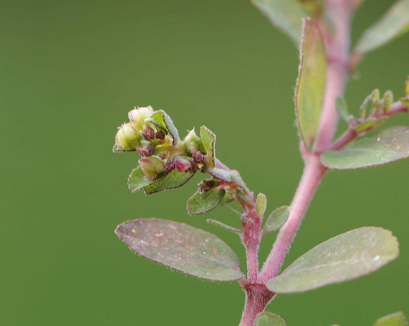 Euphorbia (=Chamaesyce) prostrata / Euforbia prostrata