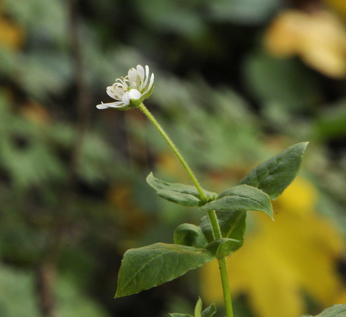 Stellaria aquatica / Centocchio acquatico