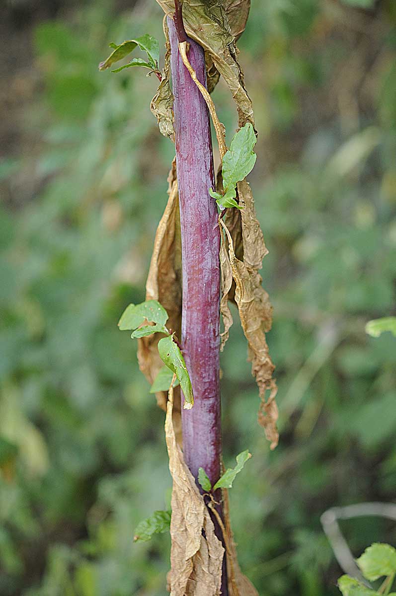 Phytolacca americana