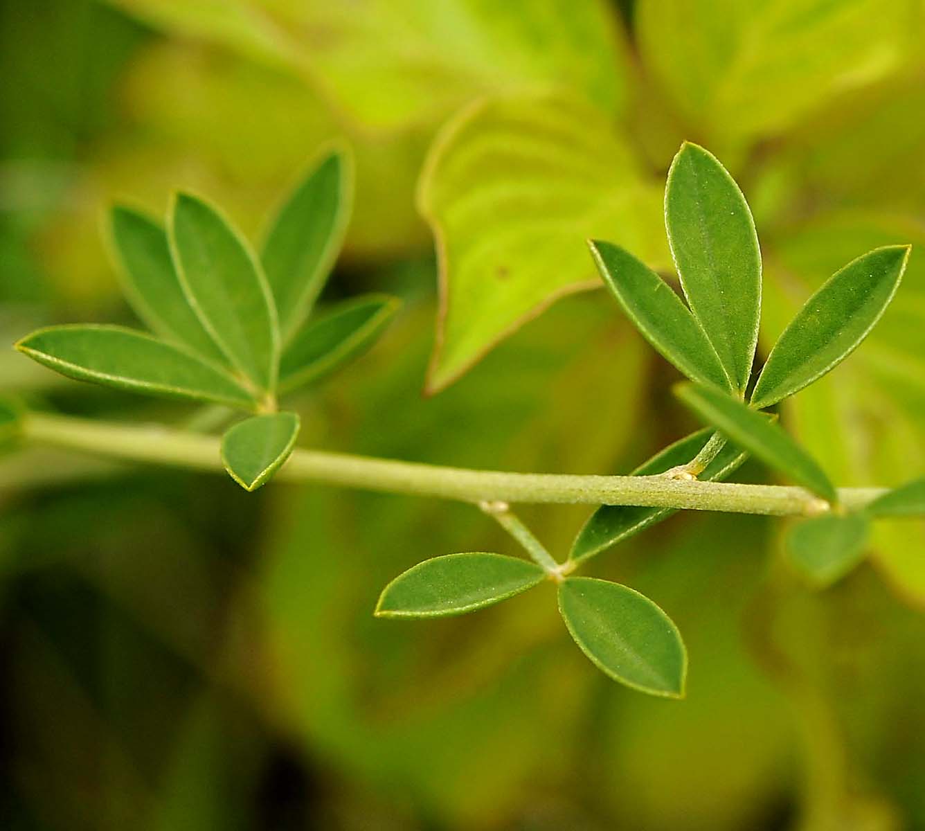 Cytisus nigricans / Citiso scuro