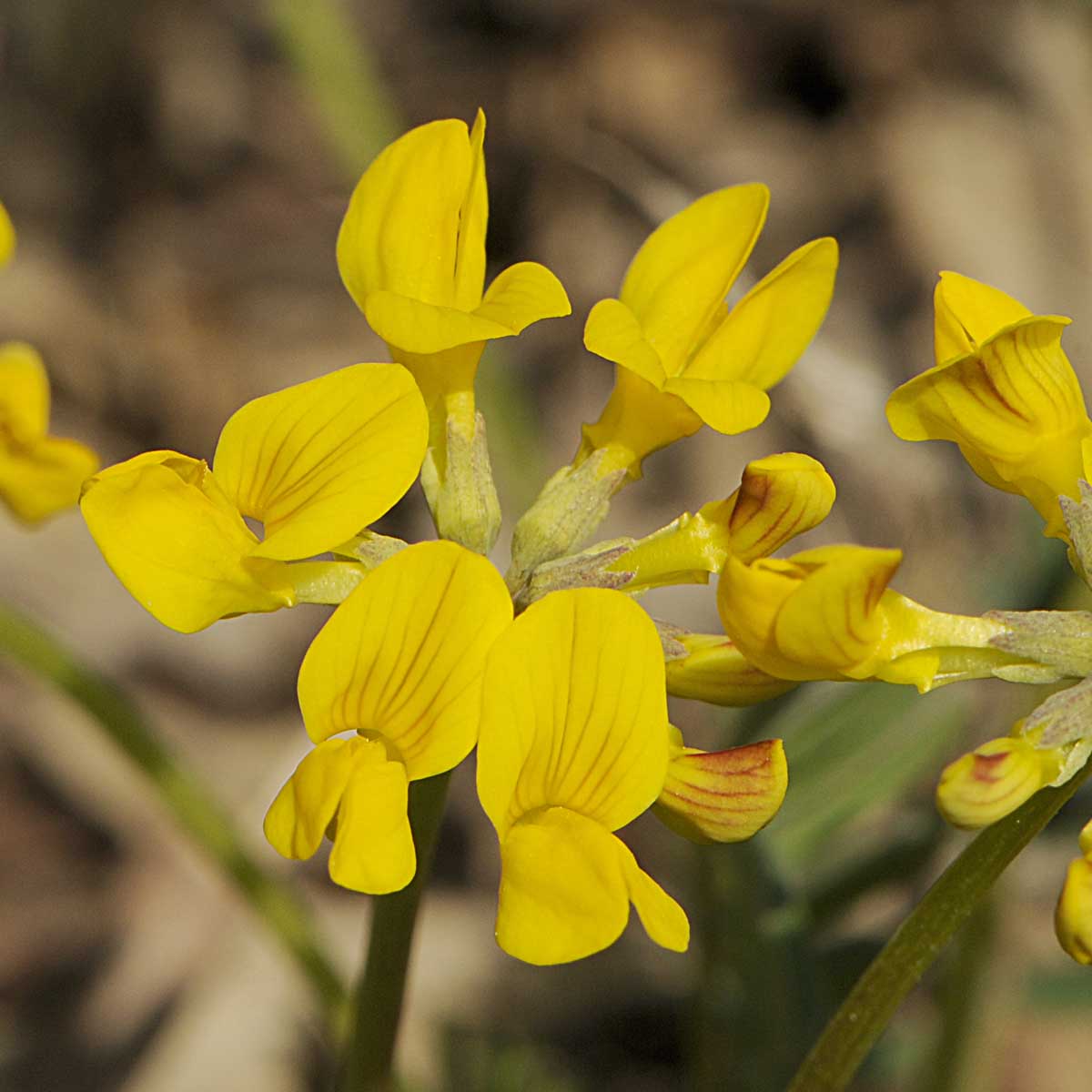 Coronilla vaginalis