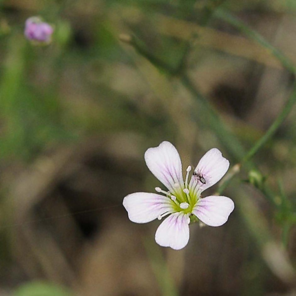 Petrorhagia saxifraga / Garofanina spaccasassi