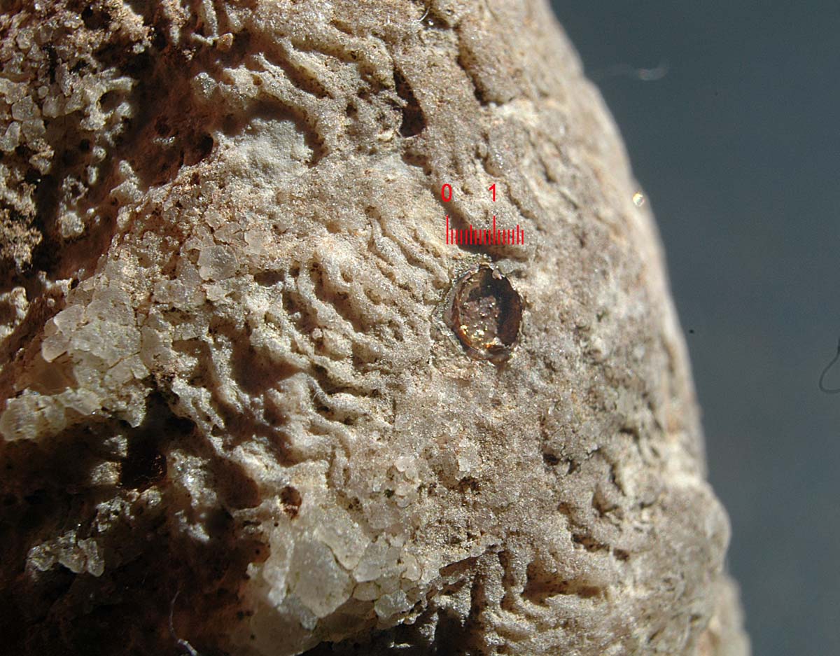 Fossile di corallo con strane inclusioni