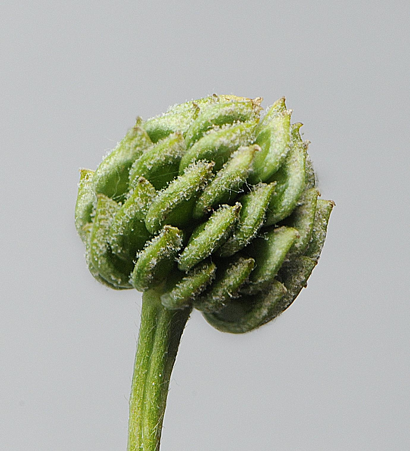 Ranunculus bulbosus / Ranuncolo bulboso