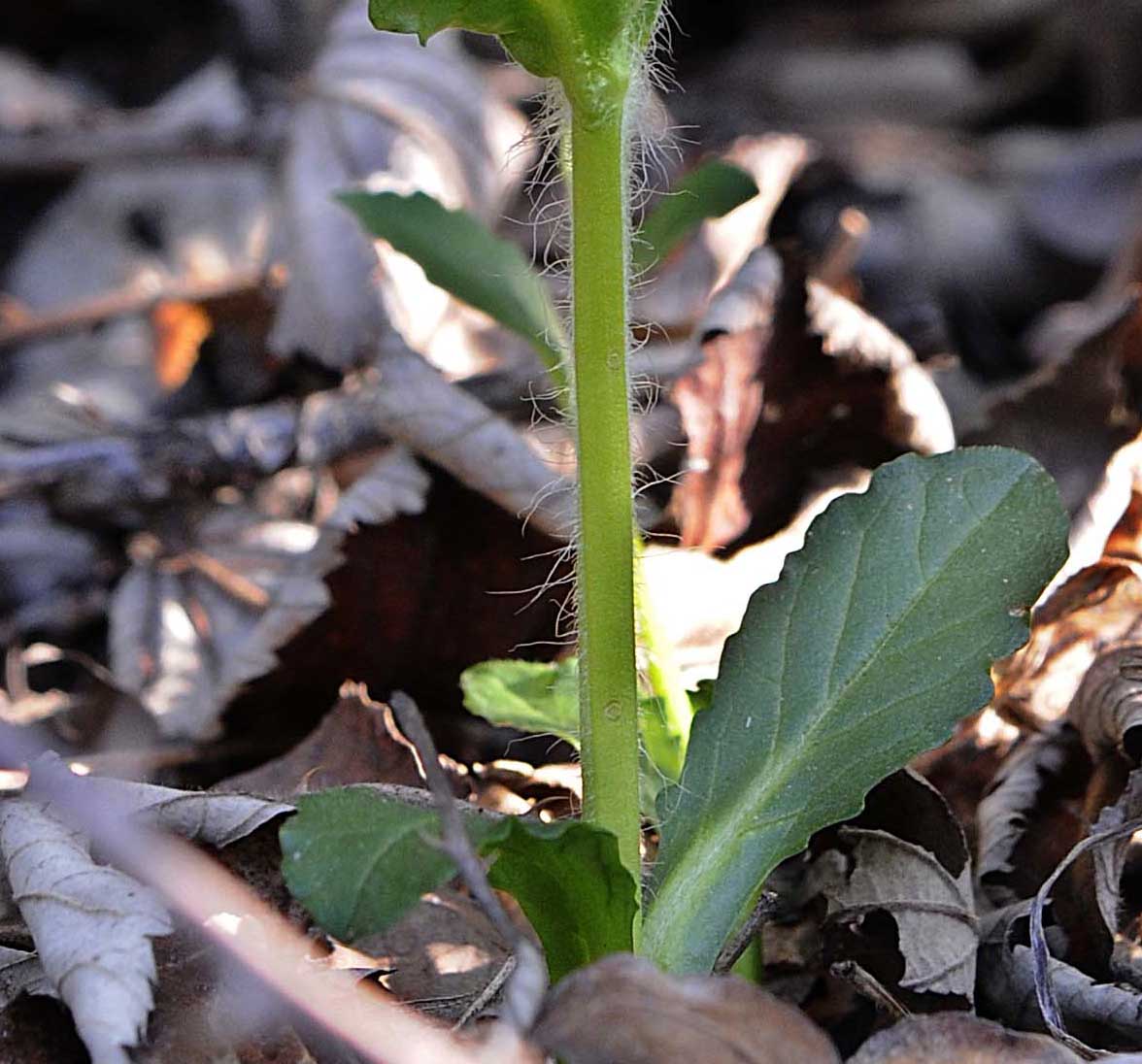 Ajuga genevensis / Iva ginevrina (a fiore bianco)