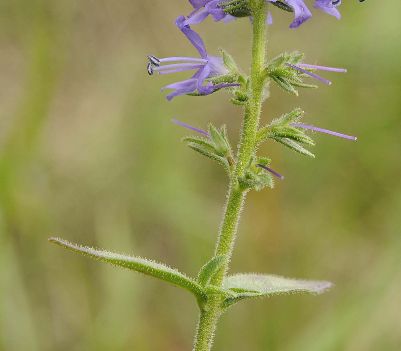 Pseudolysimachion spicatum