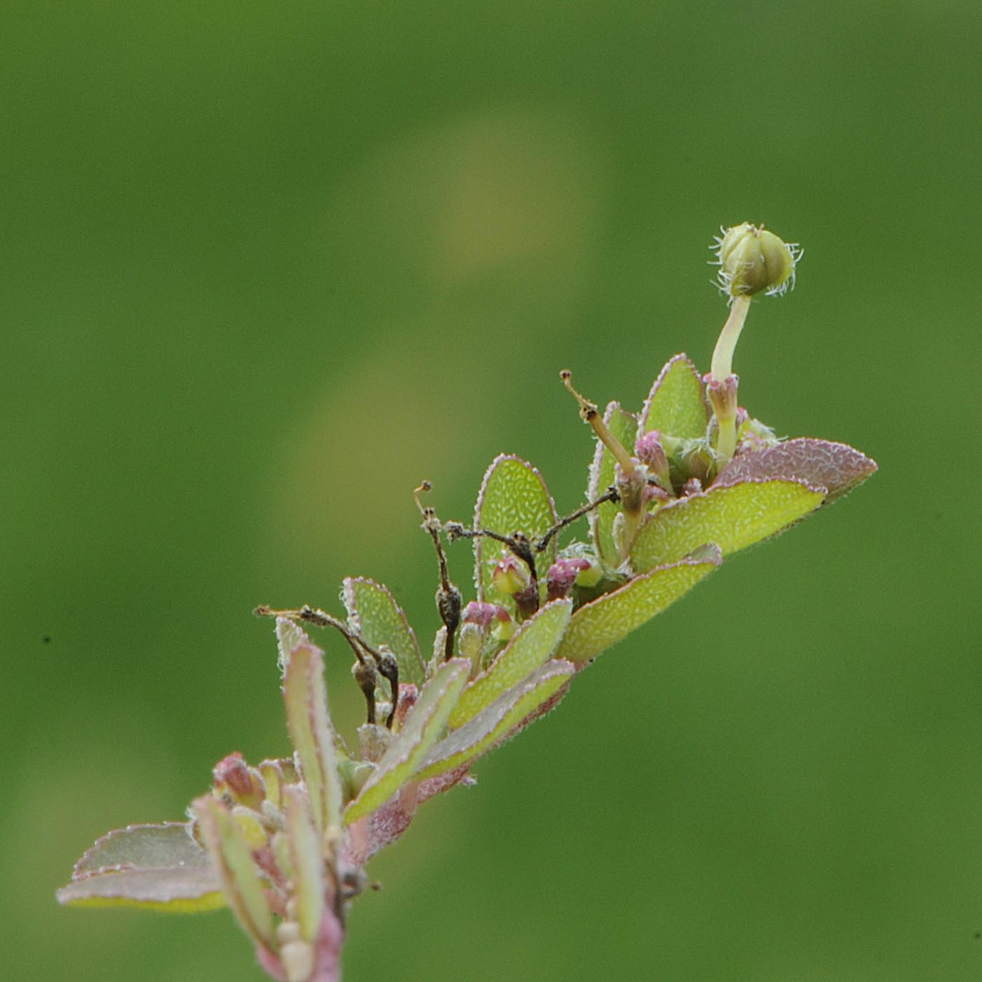 Euphorbia (=Chamaesyce) prostrata / Euforbia prostrata