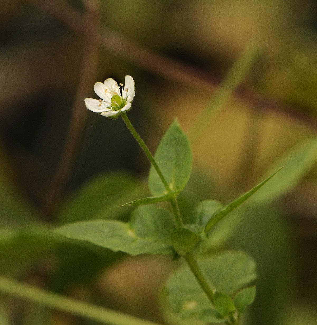 Stellaria aquatica / Centocchio acquatico