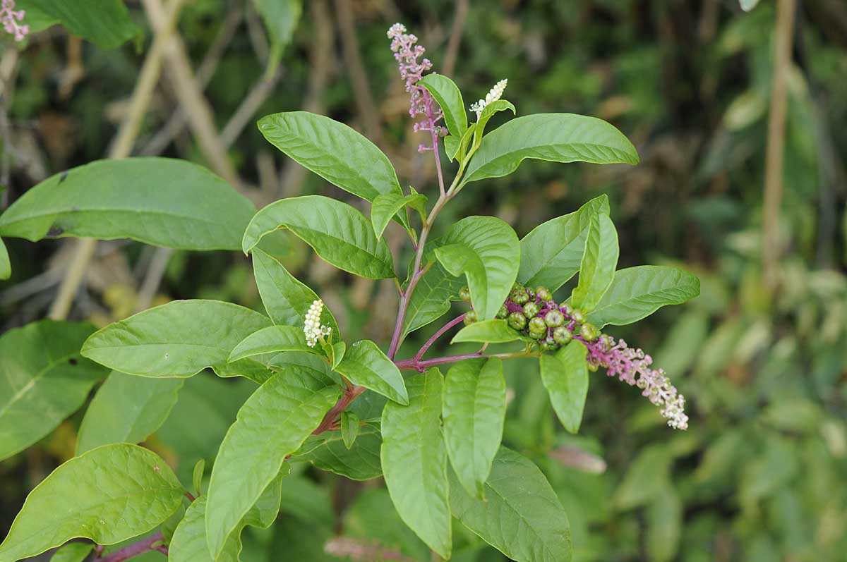 Phytolacca americana