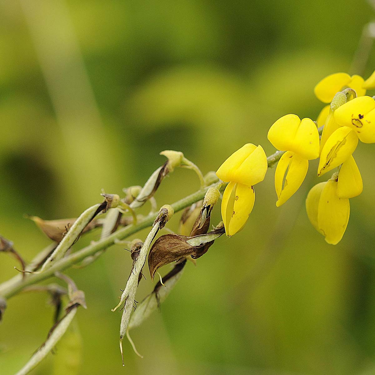 Cytisus nigricans / Citiso scuro