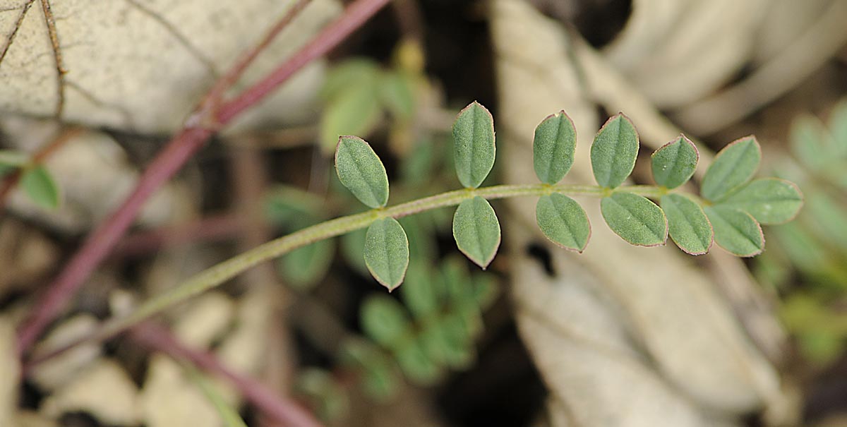 Coronilla vaginalis