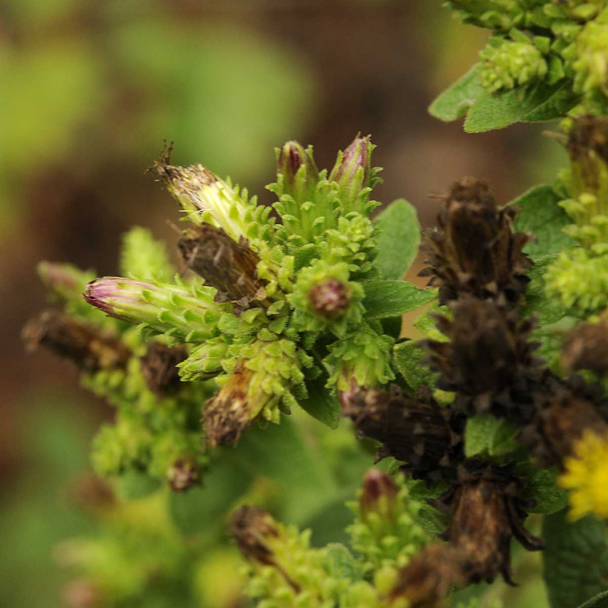 Pentanema conyzae (=Inula conyzae) / Enula baccherina