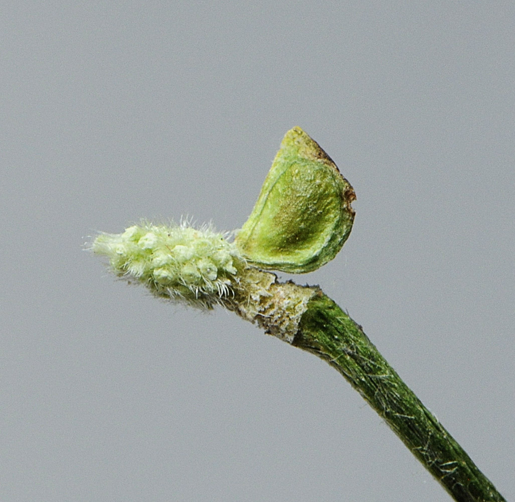 Ranunculus bulbosus / Ranuncolo bulboso