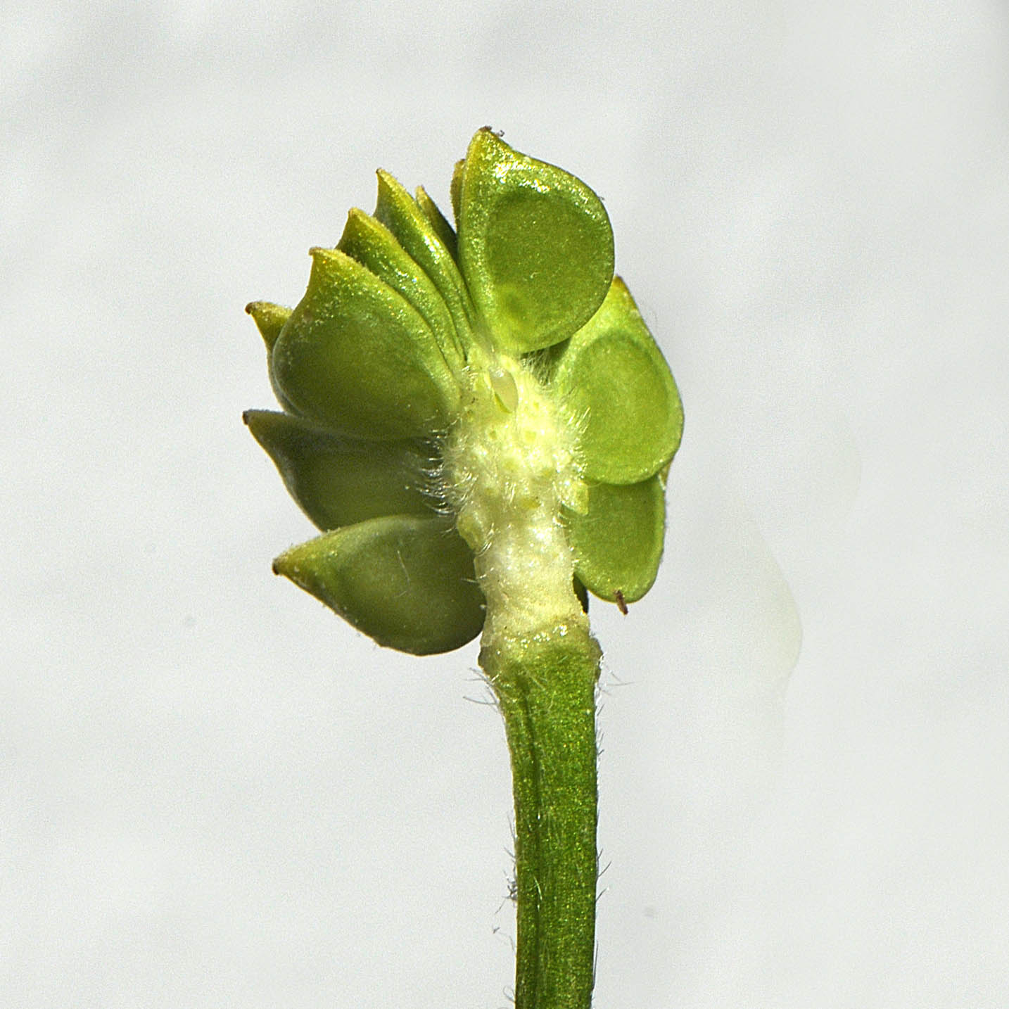 Ranunculus bulbosus / Ranuncolo bulboso