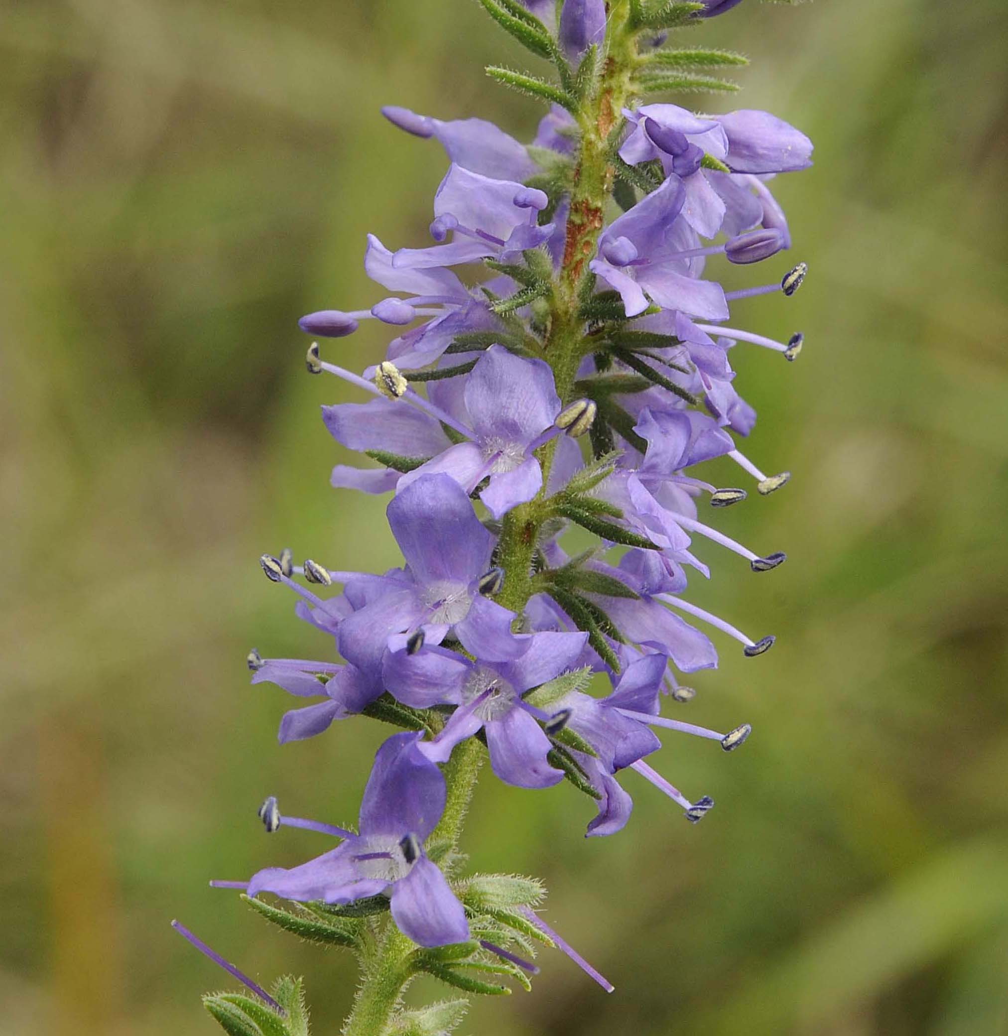 Pseudolysimachion spicatum