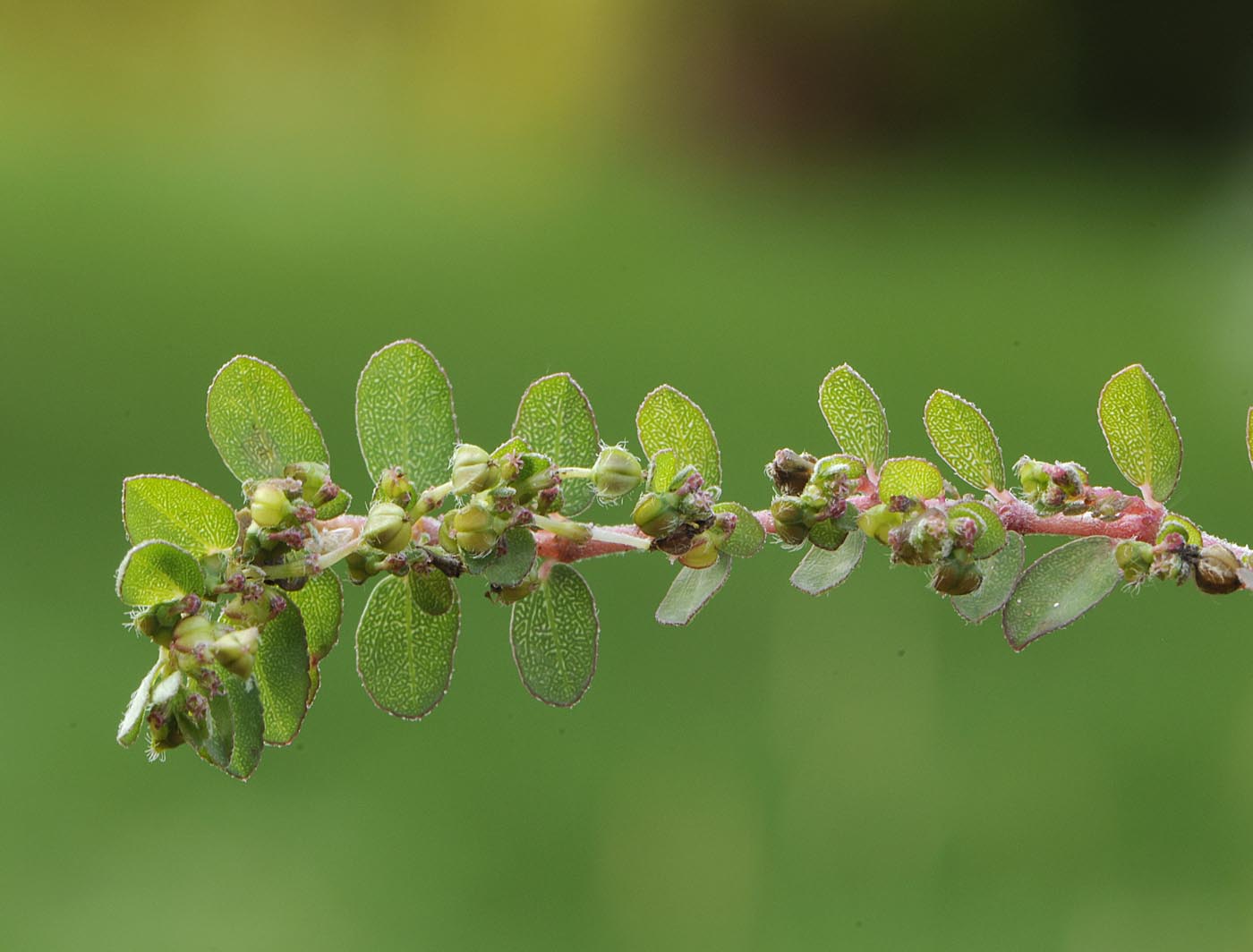 Euphorbia (=Chamaesyce) prostrata / Euforbia prostrata