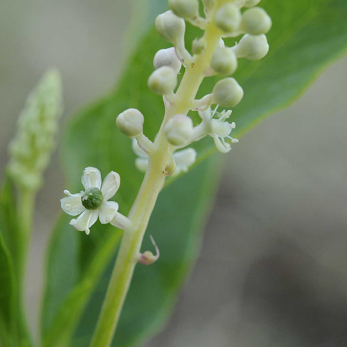 Phytolacca americana