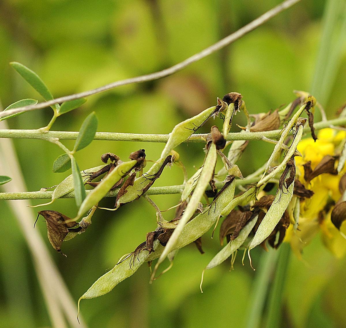 Cytisus nigricans / Citiso scuro