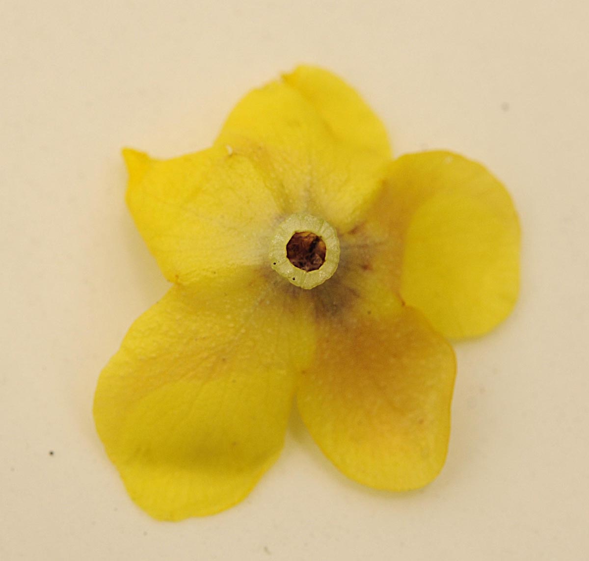 Verbascum blattaria / Verbasco polline